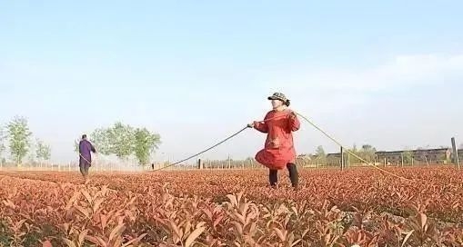 生物菌肥，有機肥，復合肥怎樣搭配使用效果好